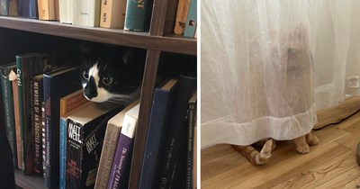 21 Super Silly Pictures of Cats Who Are Hilariously Bad at Hiding From Their Humans