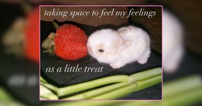 A Behzinga of Bunnies For a Bountiful Spring Banquet