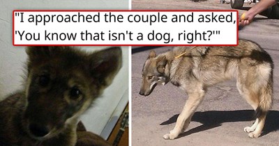 'Free puppy': Man adopts an adorable free puppy only to find out that the dog is actually a wolf who is desperately looking for a pack to be part of