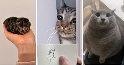 26 Heartwarming Friday Felines for a Soft Meowment of Kitten-Filled Calm 