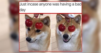 20 Tail Waggin' Doggos Just Waiting For Fun in the Sun 