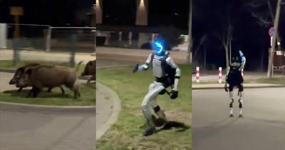 Autonomous robot chases wild boars raiding Polish neighborhood out of the city goes viral, users react: 'This isn't what I expected from the future'