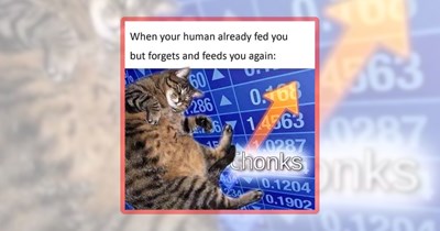 20 Extra-Large Feline Funnies Featuring Chonky Cats of Considerable Presence