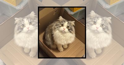 23 Cats Bringing Pure Meowtivation to the Art of Sitting in Boxes