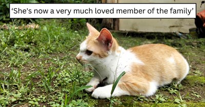 'The CDS brought this little baby to me last week': A tiny hungry kitten wandered into a backyard for food and ended up finding a safe home where she stayed for good