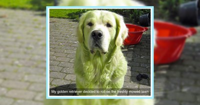 25 Energizing Dog Memes fur Pupper Lovers Who’re Late for Work