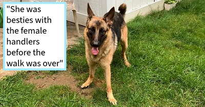 German Shepherd rescued from major Philadelphia highway by dog lover finds safe home in special rescue for special doggos where she began to learn to trust again, rescuer says: ‘The handlers said she’d be adopted quickly since she’s such a good girl!’