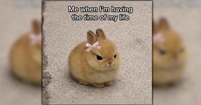 27 Wildly Wholesome Animal Memes for a Wonderfully Warm Week