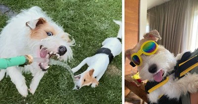 A Hilarious Cup filled with 21 High Energy Jack Russells for your Morning Motivation 