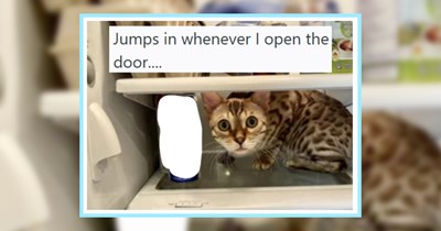 21 Cute Cats Caught Hanging Out in Humorous Places