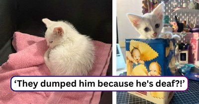 Kind woman’s quick rescue of a kitten in the trash took an emotional turn after a vet visit revealed the real reason behind his abandonment: ‘How can anyone treat this perfect little cloud like that??’