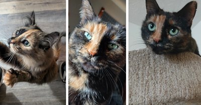A Mosaic Masterpiece of Tortoiseshell Cats Giving Picasso Vibes