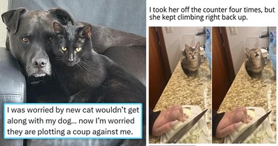 Your Weekly Caturday Meowgazine: 20 I Can Has Meowments Featuring Cats at Their Goofiest and Most Awwdorable (April 18, 2026)