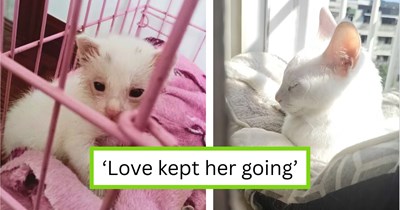 'The vet said give up... but I didn't': Kind cat lover adopts the sick kitten no one believed in; they bravely prove everyone wrong 5 years later