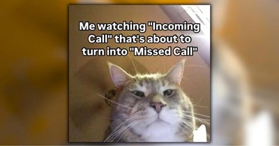 A Ray of Sunshine in the Form of 28 Fuzzy Feline Funnies