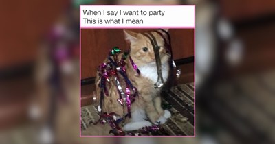 A Weekend Kitten Party of Cute and Precious Fur Babies