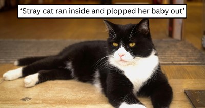 'The cat gave birth on the couch': A stray tuxedo cat ran inside, found a safe place just in time, and was met with a family who stepped in to help her and her kitten