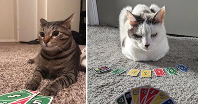 22 Hissterical Pictures of Competitive Cats Playing Uno With Zero Mercy