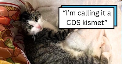Person with a cat allergy discovers the one meowraculous kitty to whom they're immune, adopts her immediately: ‘I’ve been allergic to cats since my teens, but I'm not allergic to her’