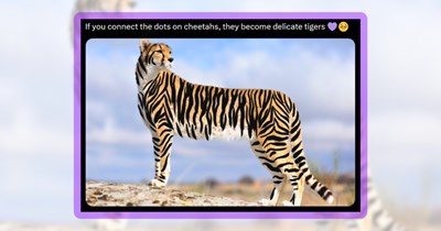 20 Big Cat Memes for a Wonderfully Warm Scroll Through the Wild Side