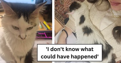 Negligent vet lets precious cat escape by leaving the door open, luckily owner finds her tucked away in a garden but considers changing vets 