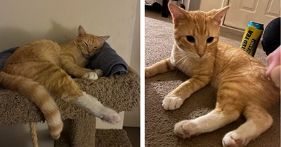 'This little dude was just chilling on the coffee table': Orange tabby strolls into couple's apartment and immediately acts like he owns the place, couple accept their CDS fate