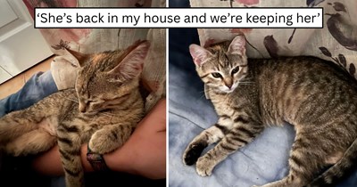'Not all of them have to go back outside': After TNR release, one cat chose to stay, found her person, and now has a forever home