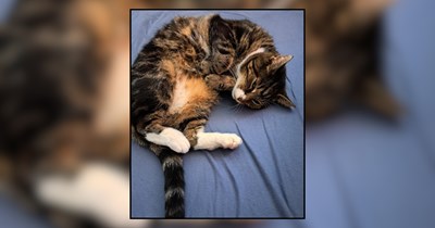 Chubby cat Mr. Kitty finds the purrfect cat pawrents to adopt him after owner crosses rainbow bridge: 'I'll get a passport for him and he'll finally officially be mine!'