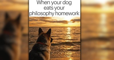 A Spring Roll Filled With Delicious Dog Memes for a Fresh Start