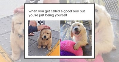 23 Golden Retriever Memes Starring the Happiest Doggos on Earth