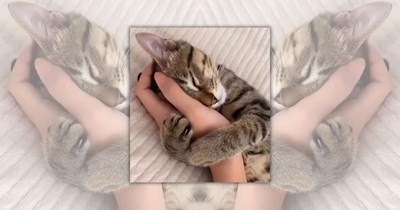 22 Wholesome Cats for a Softer Day on the Internet (April 17th, 2026)