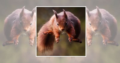 21 Whiskered Squirrels for When You Need a Nutty Nature Fix