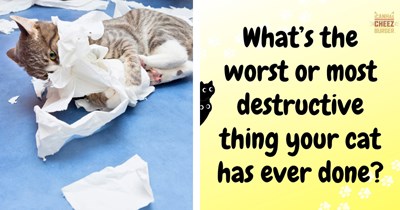 From shredded furniture to indoor floods, owners share the moments their cats proved that rules are merely suggestions: ‘[He] stared at me like "I regret nothing".’