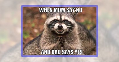 26 Raccoon Memes for the Night-Snacking Crowd