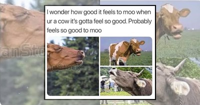 31 Cow Memes to Moo-ve Your Mood in the Right Direction 