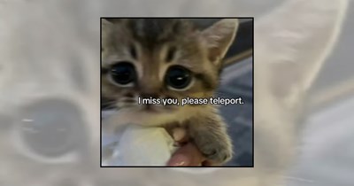 22 Cute Cat Memes to Send Your Crush and Make Their Heart Go “Meow”