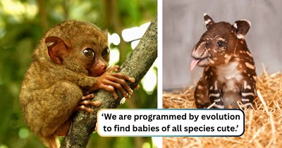 The Cuteness Code: Why nature designed us to fall in love with baby animals of all species, sprinkled with the most adorable picture examples.