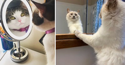 23 Iconic Pictures of Cats Checking Themselves Out in the Mirror Like True Meowdels