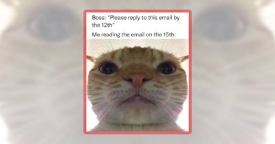 25 Clocked-In Cat Coworkers to Survive This Monday With Memes