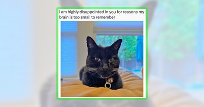 30+ Very Cat Clawmedy Memes for a Midweek Mood Meow