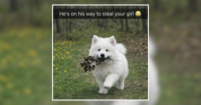 22 Precious Puppers Soaking Up Sunshine and Spreading Pure Joy