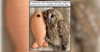 No Bad Days Memes of Happy Animals Inviting You to Smile