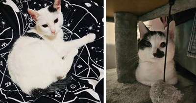 Mother and daughter happily accept neighbor's offer to take tiny tuxedo cat off her hands despite having cat already, they gently bond the two over time