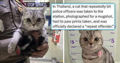 30 of the Funniest and Freshest Feline Tweets to Fill Your Week With Pawsitivity (April 20, 2026)