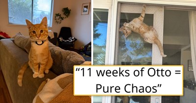 Couple adopts their first orange kitten, and instantly realizes that having a ginger kitten means constant hissterical chaos: 'We thought we knew but nothing could have prepared us'