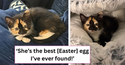 Beautiful calico found on Easter under a tree, showing how the cat distribution system uses holidays to its advantage