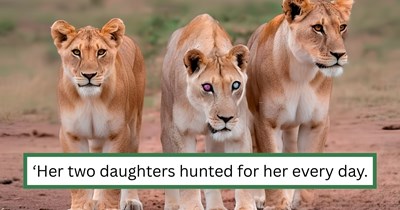 'Her daughters literally weaponized her blindness': 17 years old and blind, Josie became the one of the oldest recorded lionesses because her daughters refused to leave her behind 