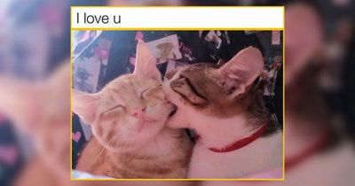 Your Daily Dose of the Happiest Cat Memes for Sunny Smiles