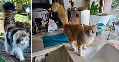 23 Pawfect Pictures of Fluffy Felines Flaunting Their Fabulous Feather Duster Tails