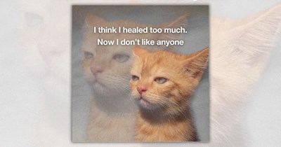 29 Wholesome Caturday Memes to Put Your Brain on a Cruise Control to Calmness